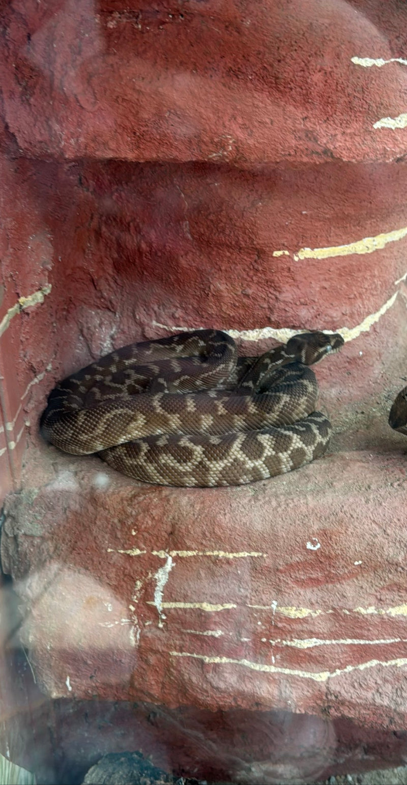 Diamantpython — Bild 1