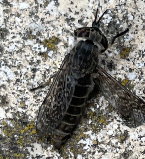 De afbeelding toont een regendaas (Haematopota pluvialis) zittend op een lichte, gestructureerde muur. De kenmerkende gevlekte vleugels en opvallende ogen zi...