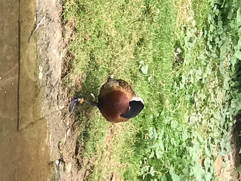 Getufte eend — foto 1 van 1