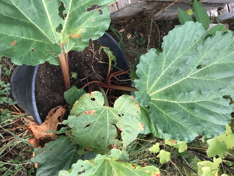 De foto toont een rabarberplant van bovenaf in een zwarte bloempot. De grote groene bladeren en roodachtige stengels zijn duidelijk zichtbaar.