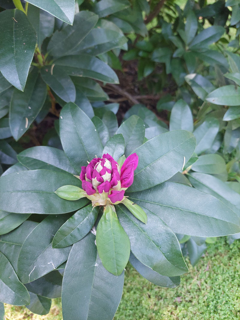 rododendron — Bild 3