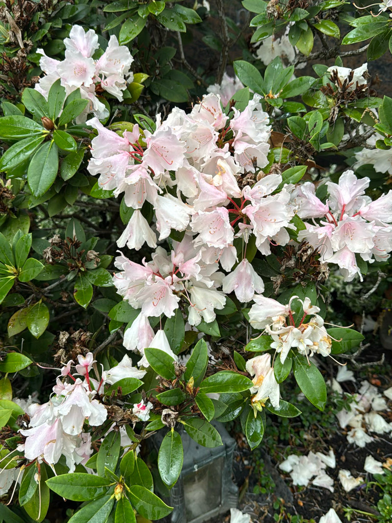 rododendron — Bild 1