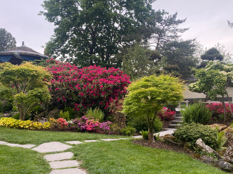 rododendron — Bild 2