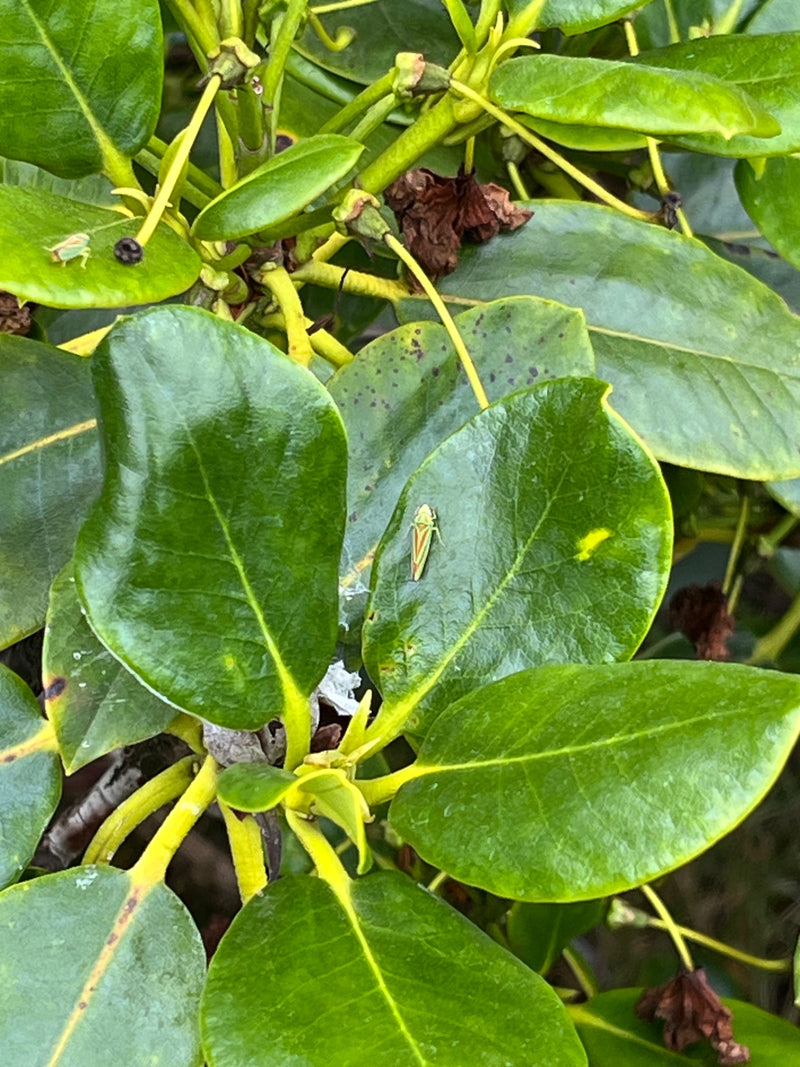 Rhododendron cicade — Bild 2