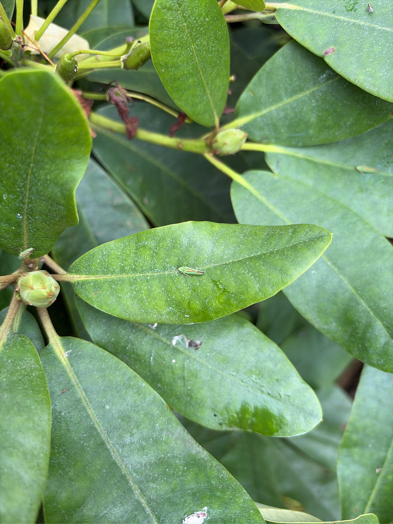 Rhododendron cicade — Bild 1