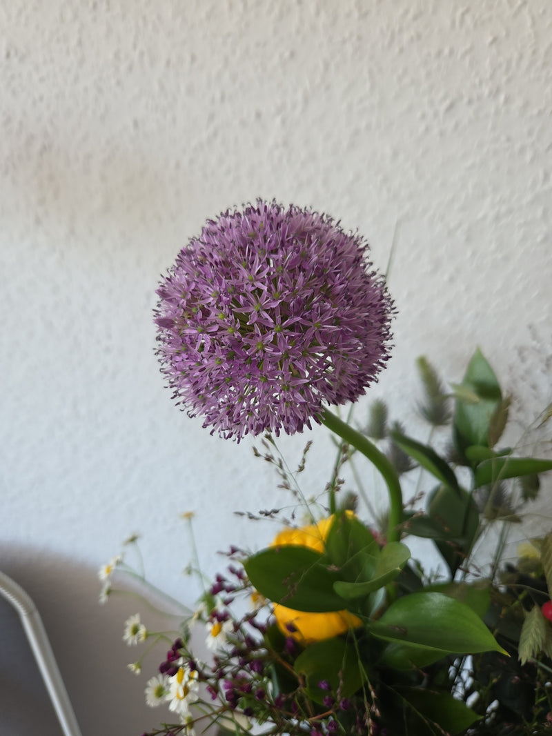 Sier knoflook — Bild 2