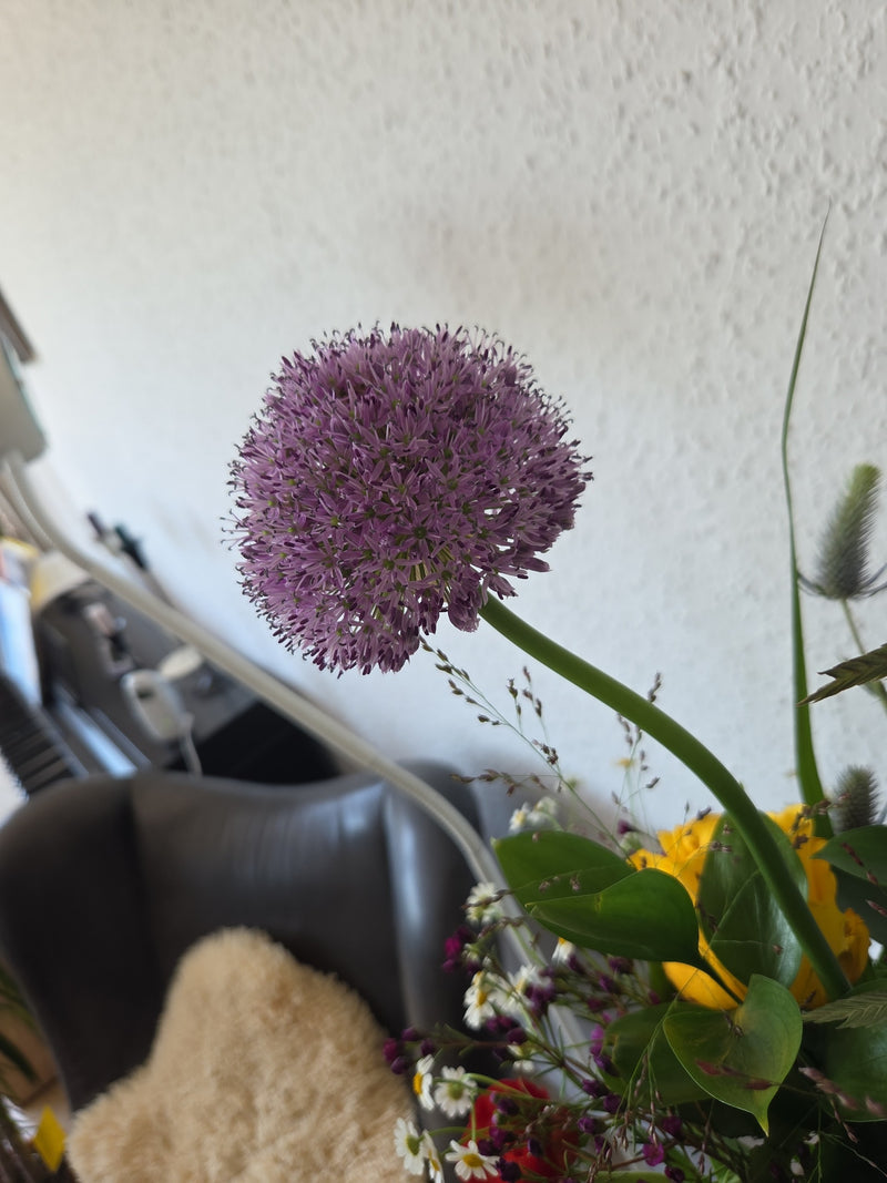 Sier knoflook — Bild 1