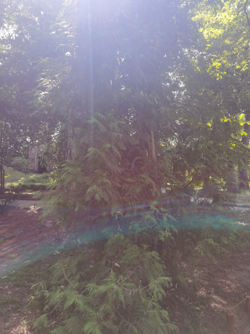 Te zien is een grote reuzenlevensboom in een parklandschap met sterke tegentegenlicht van boven. De typische schubvormige naalden en stam zijn goed herkenbaar.