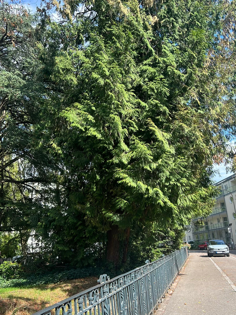 Een grote reuzenlevensboom is te zien in een stedelijke omgeving naast een straat. De boom toont zijn kenmerkende schubvormige naaldenstructuur en rossige stam.