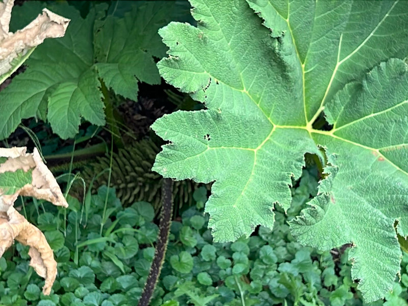 Het blad van een gigantische sequoia — foto 4 van 10
