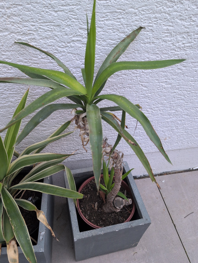 Yucca-palm — Bild 1