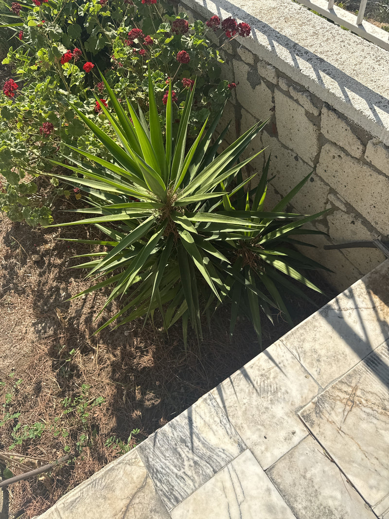 De afbeelding toont een yucca van bovenaf, groeiend in een tuin naast een stenen muur. De lange, puntige groene bladeren zijn duidelijk zichtbaar.