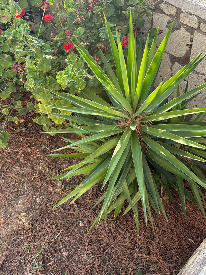 Te zien is een jonge yucca-palm met lange, puntige groene bladeren in een bloembed. Op de achtergrond staan geraniums en een stenen muur.
