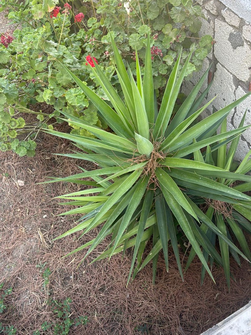 Een yuccapalm is van boven te zien met zijn puntige groene bladeren. De plant groeit in een bloembed met mulch en naaldbladeren naast een muur.