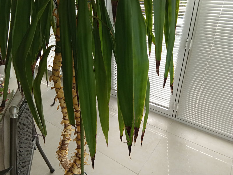 Gigantische palmlelie — Bild 1
