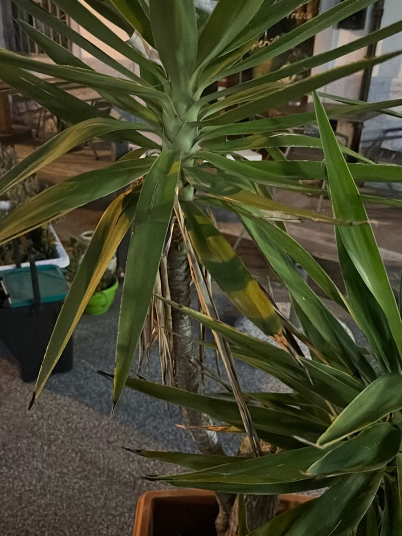 Te zien is een spinYUCCA met zijn karakteristieke lange groene bladeren en houtachtige stam. De plant staat buiten in een pot.