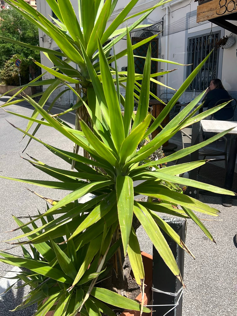 De afbeelding toont een spinyucca in een plantenbak voor een gebouw in een stedelijk gebied. De lange, smalle, glanzende groene bladeren groeien in een rozet...