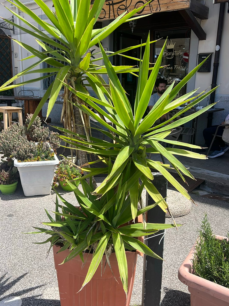 Een reuzenpalmolie groeit in een grote plantenbak op een verharde straat voor een huis. De lange, zwaardvormige bladeren schitteren in het heldere daglicht.