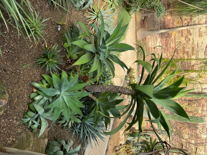Een reuzenyucca met een dikke stam en dichte bladkruinen groeit in een kasborder naast andere vetplanten.