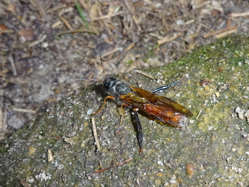 Reuze houtwesp — Bild 1