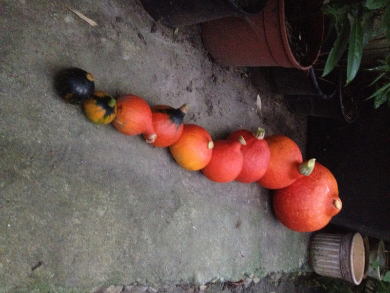 Verschillende pompoenen van verschillende groottes liggen op een rij op een lichte stenen vloer. De vruchten tonen typische oranje en groenachtige tinten.