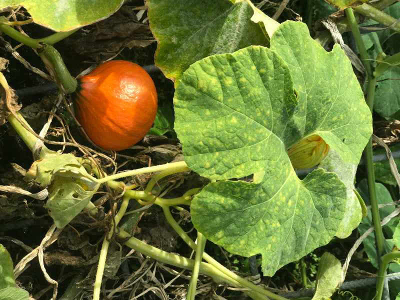 Er is een kleine, ronde, oranje pompoen te zien naast grote groene bladeren aan een plant. De plant groeit op de grond in een tuin.