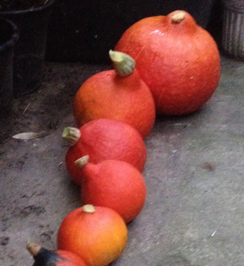 Meerdere feloranje pompoenen liggen op een rij op een donkere vloer. De vruchten zijn duidelijk zichtbaar.