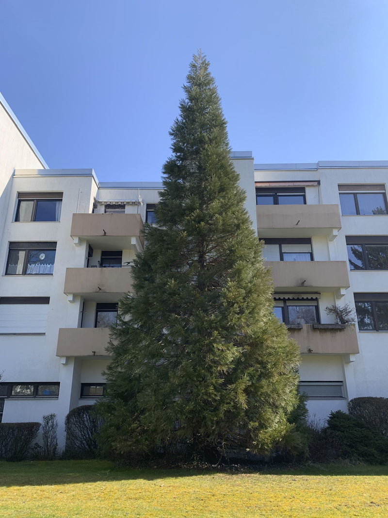 Mammoetboom — Bild 1
