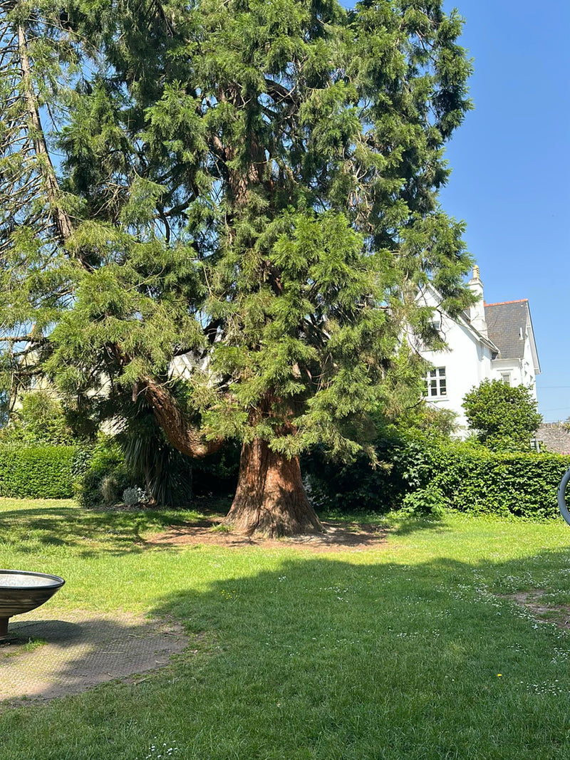 Er is een grote mammoetboom te zien met kenmerkende roodbruine schors op een gazon voor een gebouw.