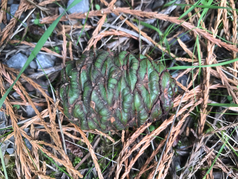 Te zien is een onrijpe, groenachtige kegel van een mammoetboom die op de bosgrond tussen naalden ligt.