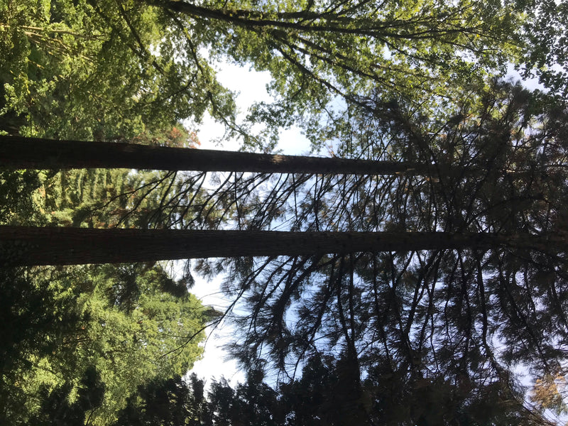 De afbeelding toont twee grote mammoetbomen in een bos. De foto is genomen vanuit kikvorsperspectief omhoog.