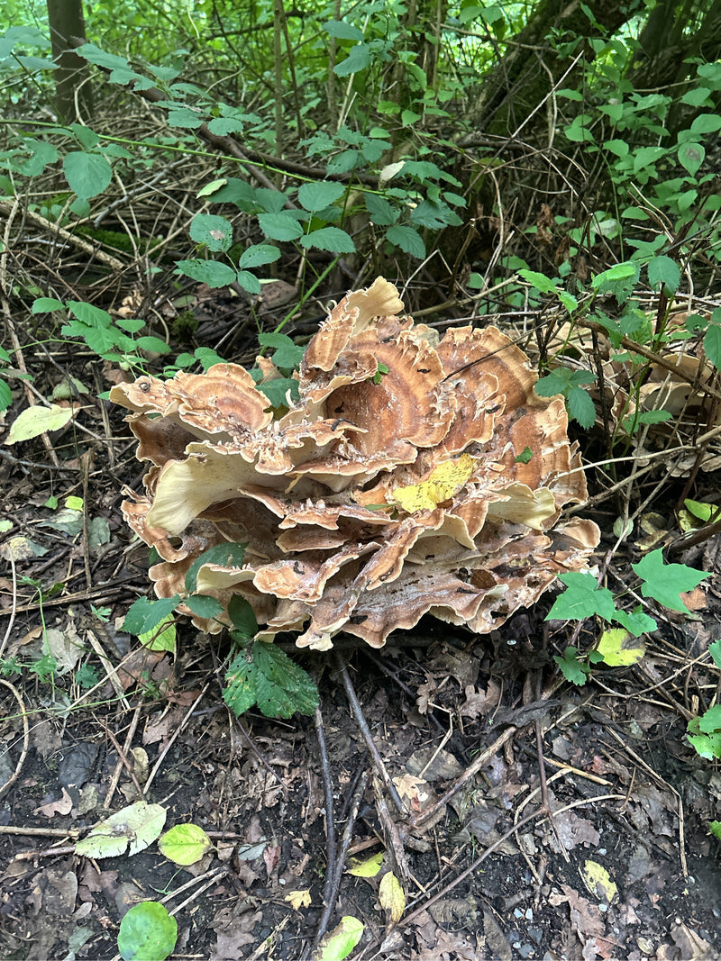 Gigantische Porling — Bild 1