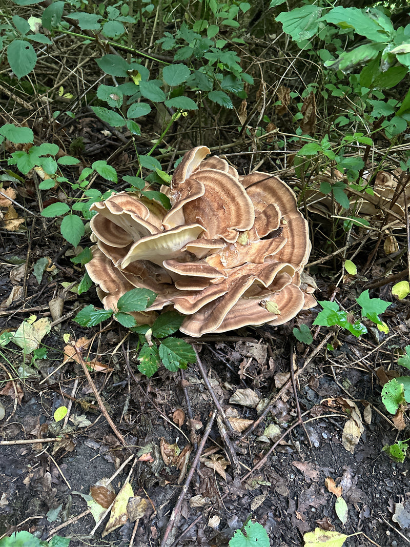Gigantische Porling — Bild 2