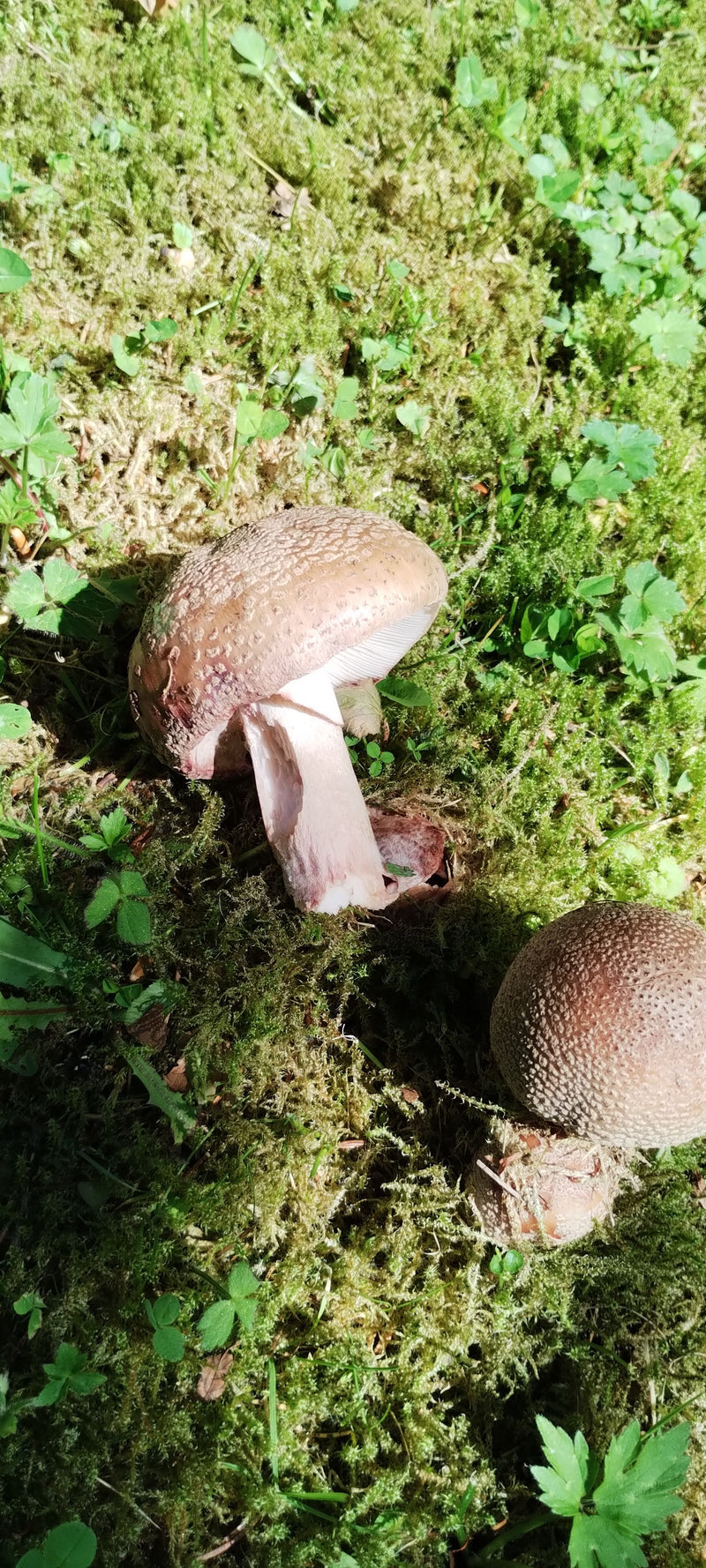 Gigantische droom — Bild 1