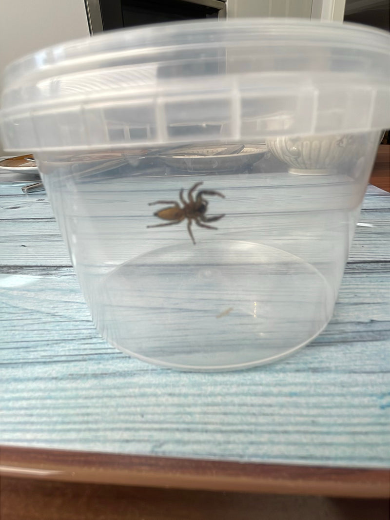 Rinden-Springspinne — Bild 5