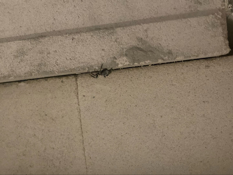 Rinden-Springspinne — Bild 2