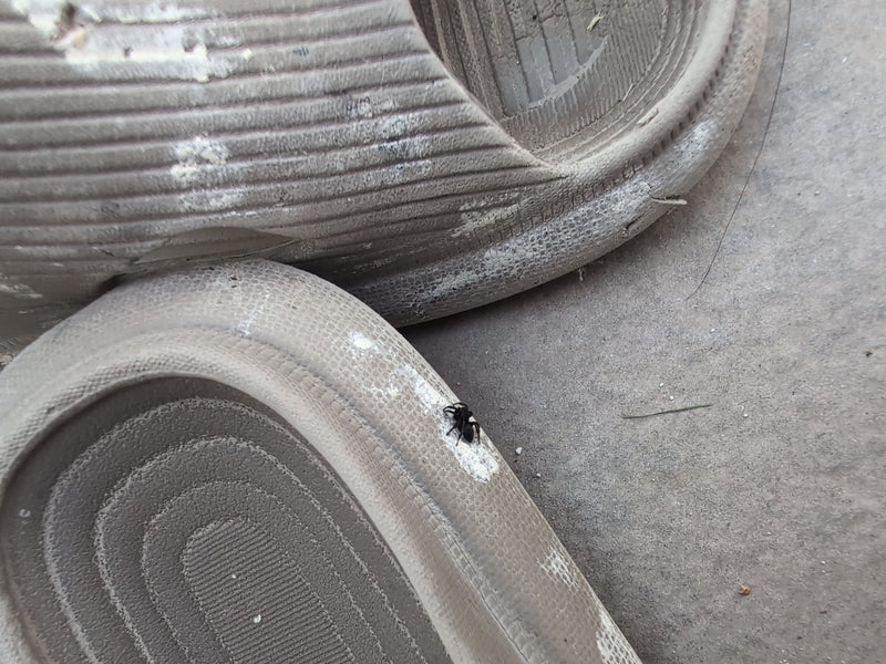 Rinden-Springspinne — Bild 4