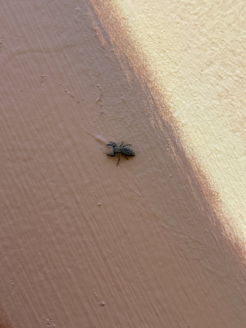 Een bo Aanspringspin zit op een gestructureerde, meerkleurig geschilderde muur. Het perspectief van boven toont het dier in rust.