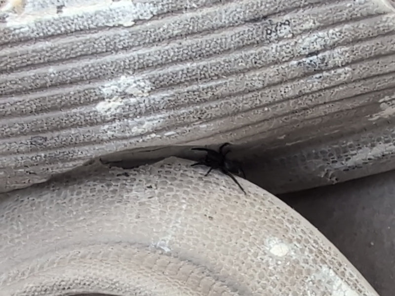Rinden-Springspinne — Bild 3
