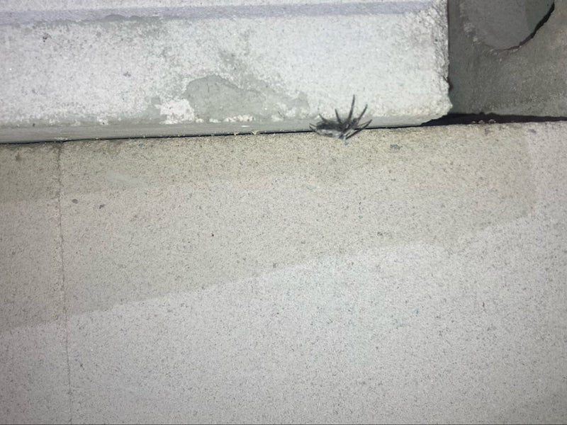 Rinden-Springspinne — Bild 1