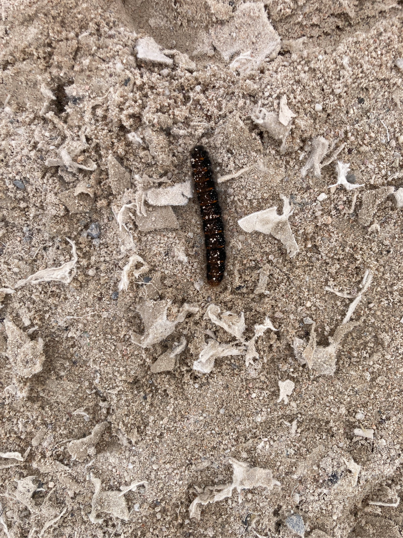 Schorsuil (geslacht Acronicta) — Bild 1
