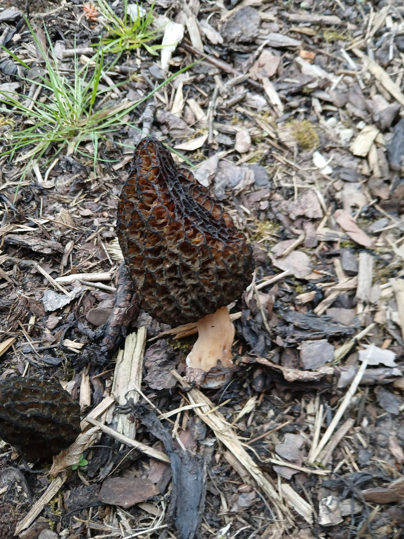 Schorsmulch morielje — Bild 1
