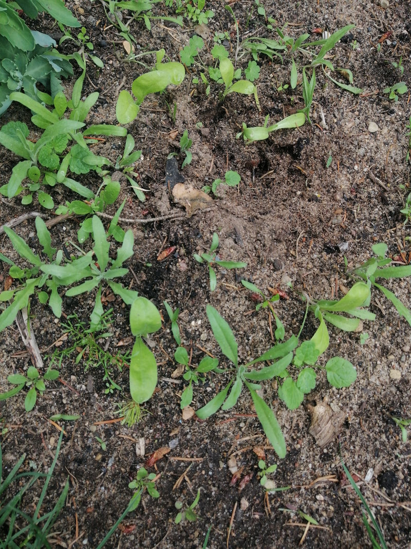 Goudsbloem — Bild 2