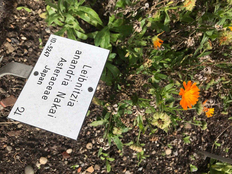 Te zien is een bloeiende goudsbloem met typisch oranje bloemhoofdjes en groene bladeren in een tuinbed naast een plantenlabel.