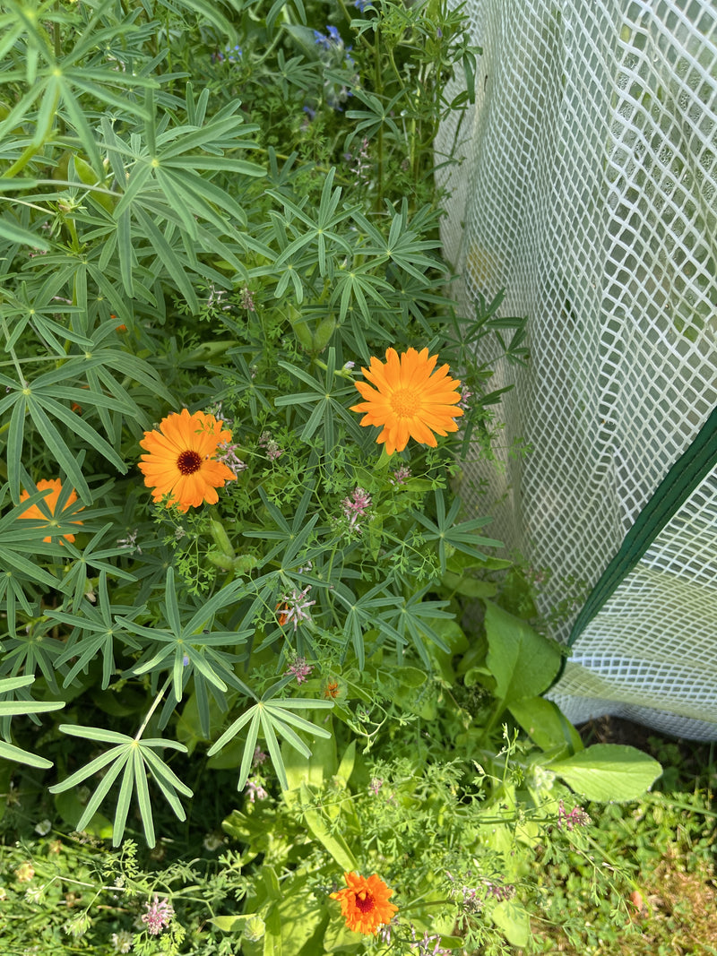 De afbeelding toont several felrode goudsbloemen die groeien tussen groen loof naast kasfolie.