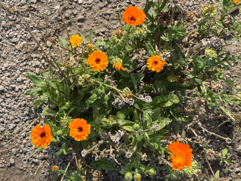 Een bloeiende goudsbloem met feloranje bloemhoofdjes groeit op grindachtige grond.