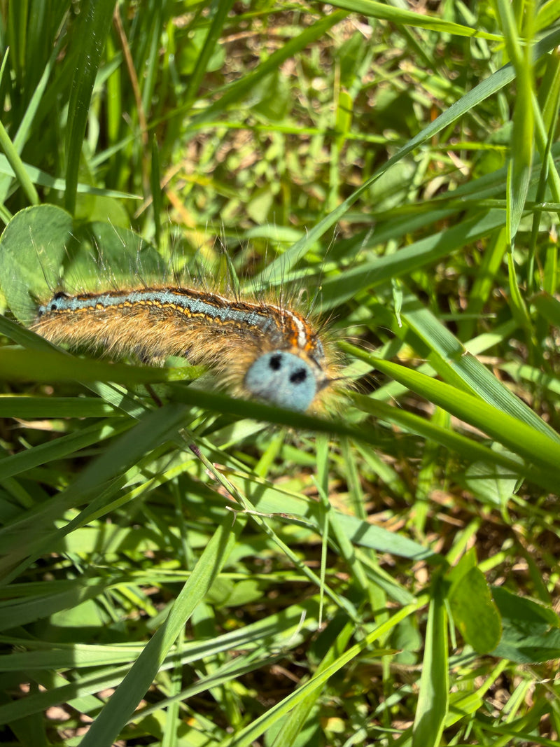 Ringelspinner — Bild 4