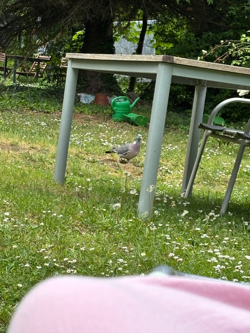 Een houtduif loopt op een grasveld in een tuin onder een tafel. De vogel is goed zichtbaar.
