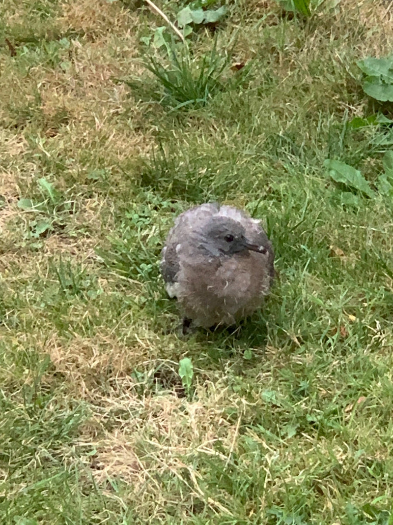 Een jonge vogel met pluizig verenkleed zit in het gras op een weiland. Het dier kijkt aandachtig opzij.