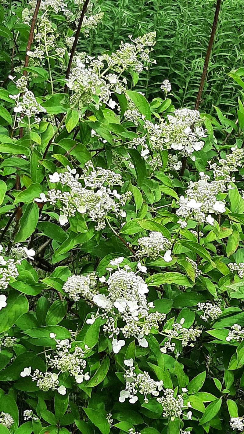 Pluimhortensia — Bild 1